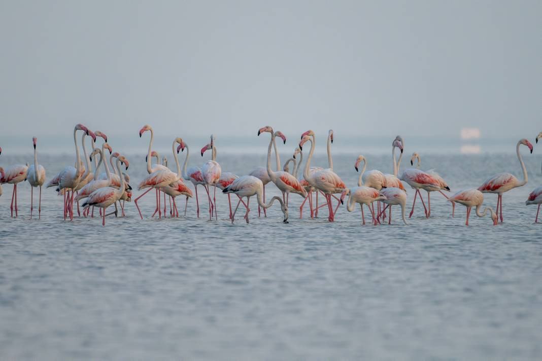 Akyatan’da Flamingo şöleni: Göç molası! - Resim: 14